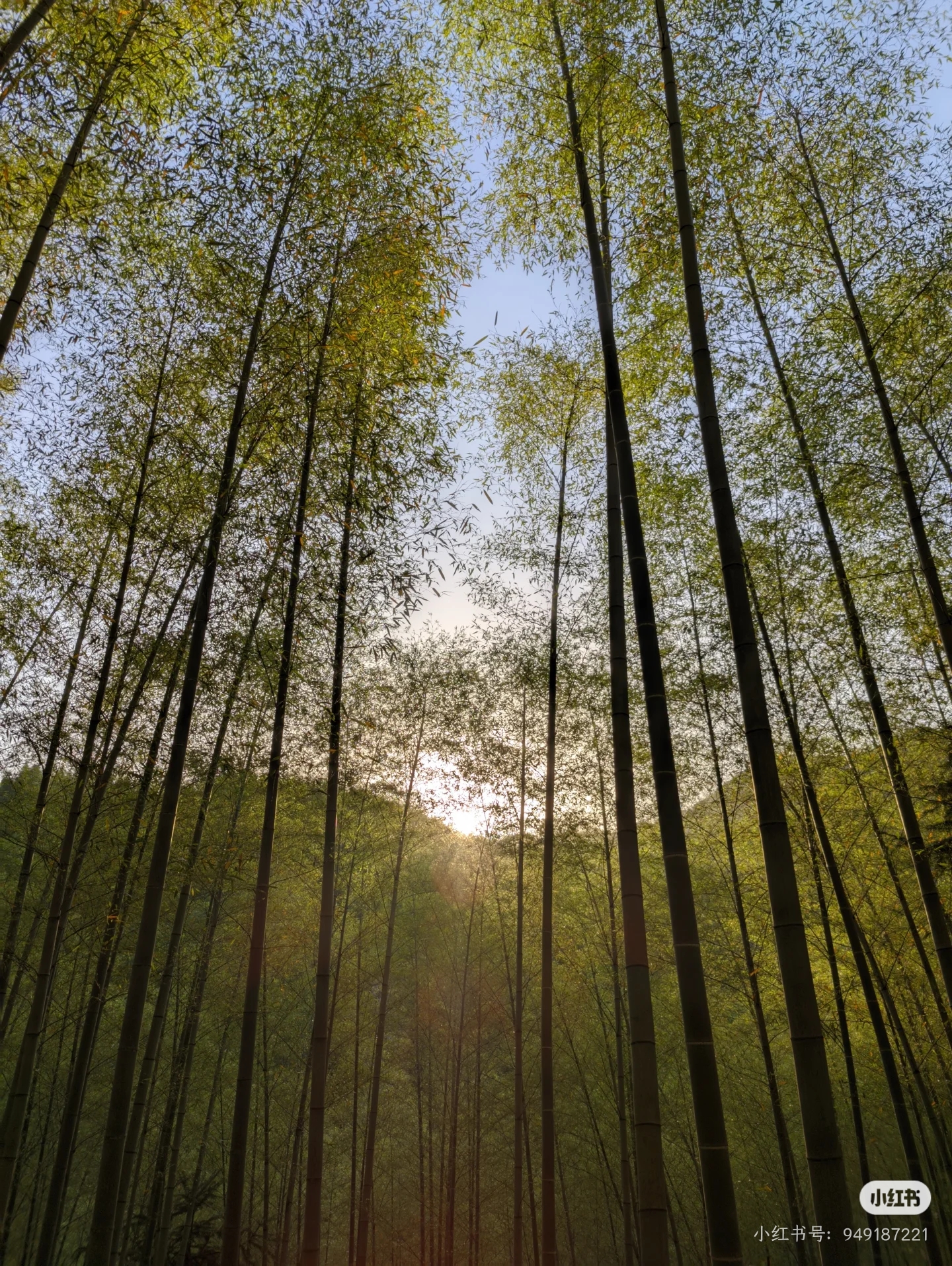 东石笋竹林与山谷景观