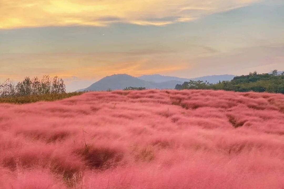 粉黛西坡傍晚山影与成片粉黛花海