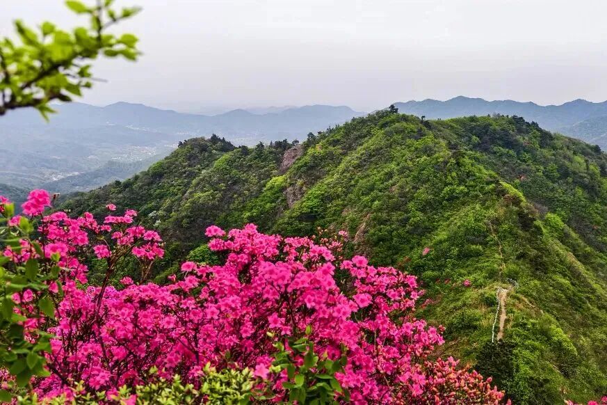 红岭杜鹃花景区山岭与成片杜鹃花海